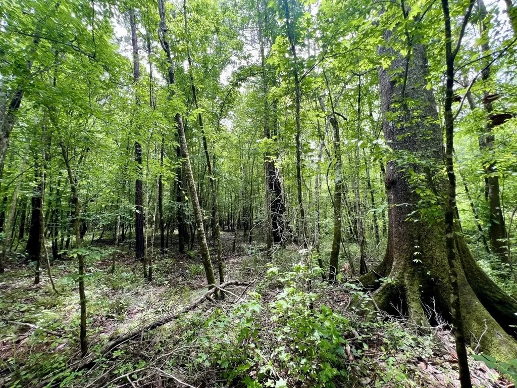 0 White Branch Trail Whatley AL 36482