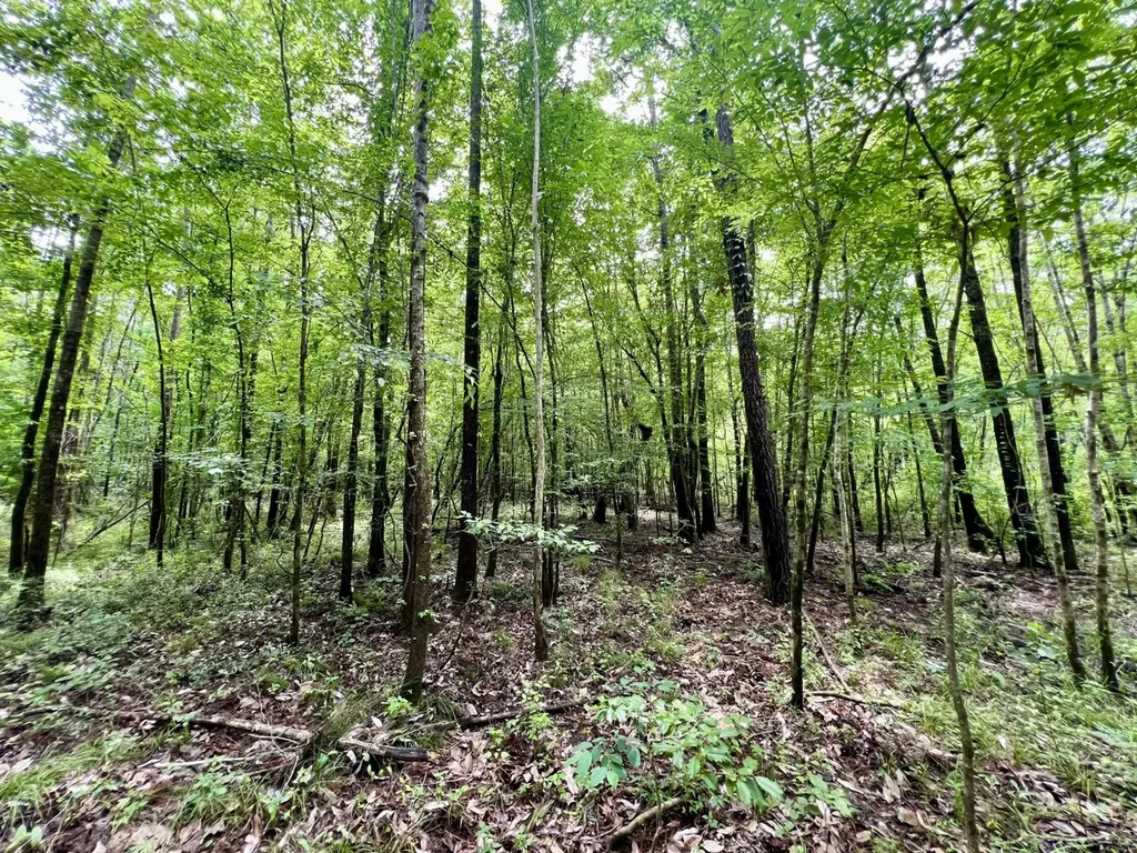 0 White Branch Trail Whatley AL 36482