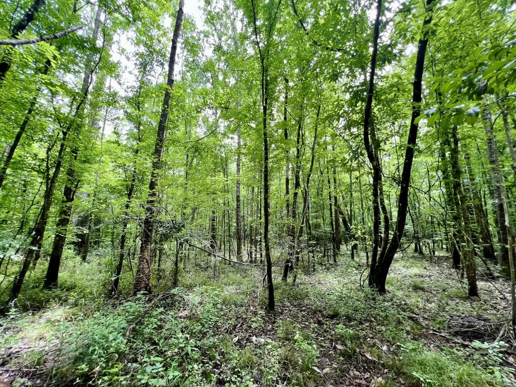 0 White Branch Trail Whatley AL 36482