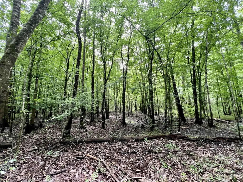 0 White Branch Trail Whatley AL 36482