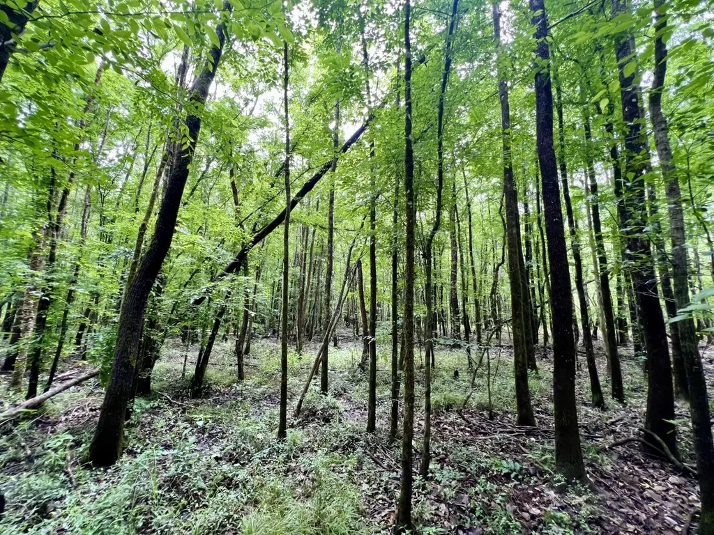 0 White Branch Trail Whatley AL 36482