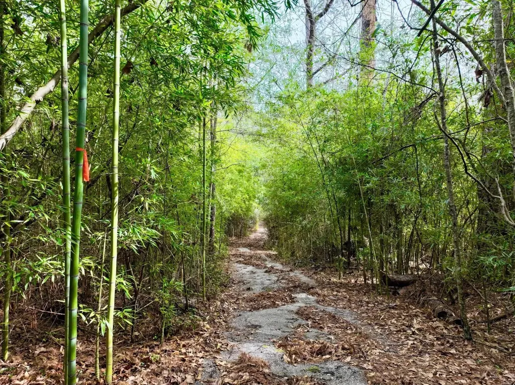 0 Dogwood Drive Jackson AL 36545