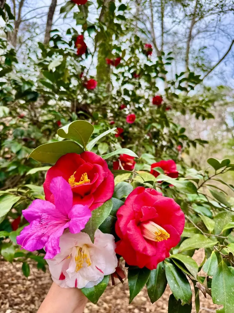 0 Dogwood Drive Jackson AL 36545