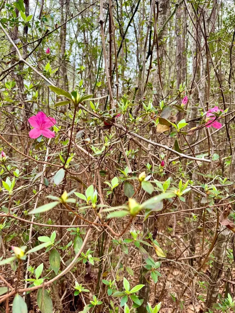 0 Dogwood Drive Jackson AL 36545