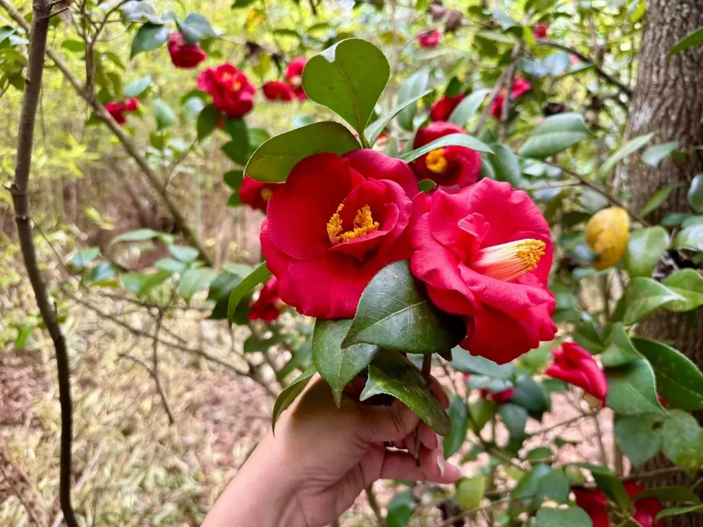 0 Dogwood Drive Jackson AL 36545