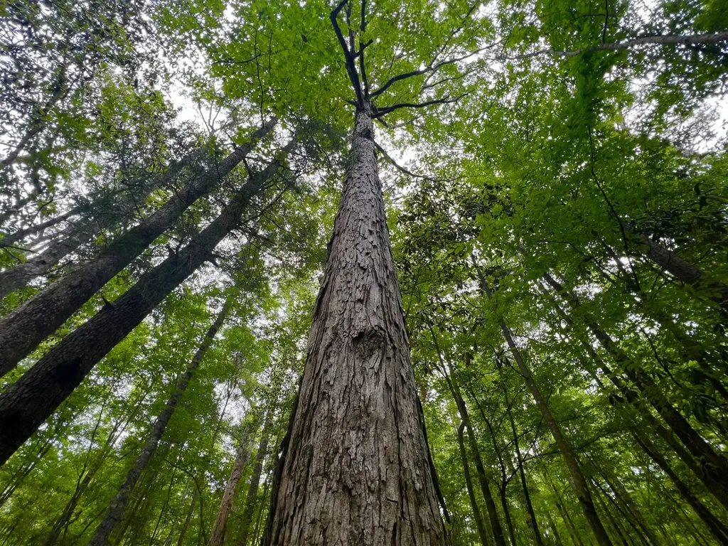 0 Highway Rose Hill Dozier AL 36028