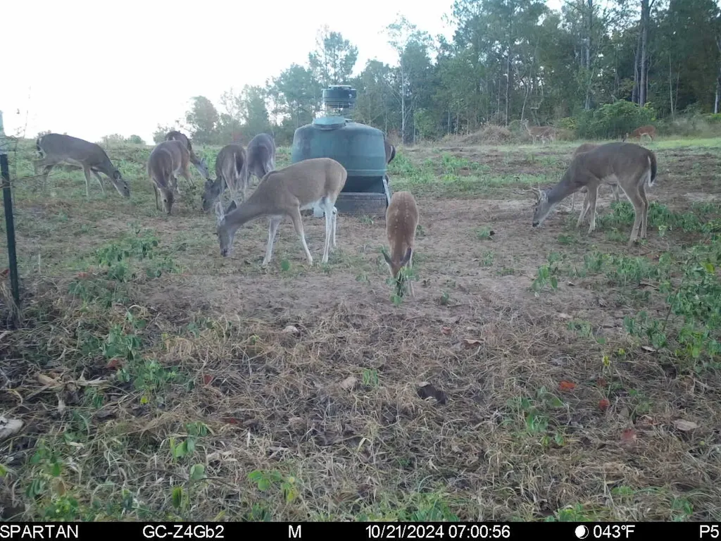 0 Highway Rose Hill Dozier AL 36028