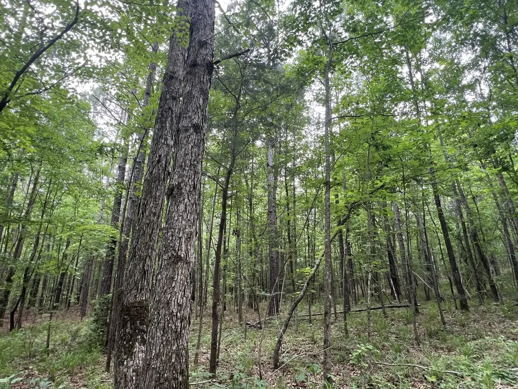 0 Highway Rose Hill Dozier AL 36028