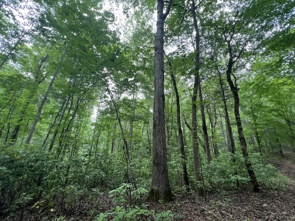 0 Highway Rose Hill Dozier AL 36028