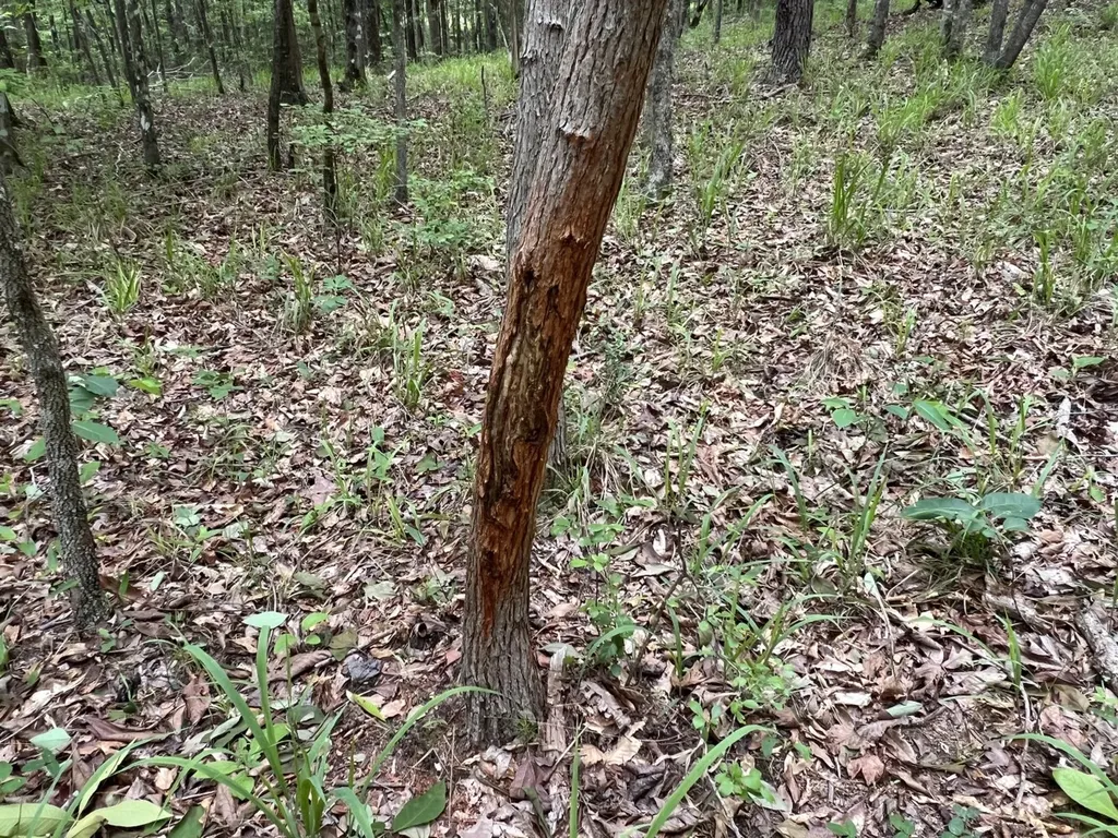 0 Highway Rose Hill Dozier AL 36028