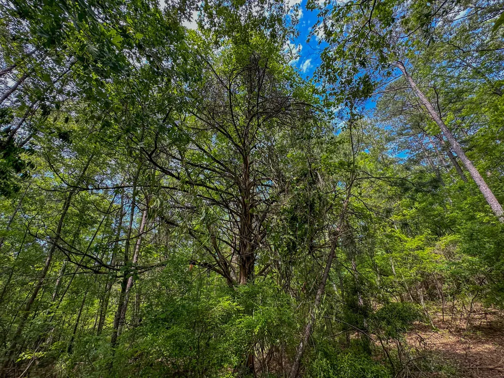 0 Ollie Mccullough Road Sprott AL 36756