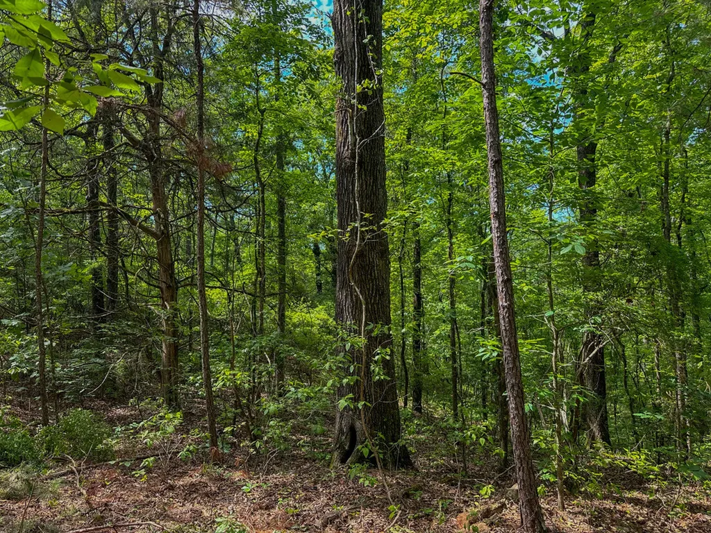 0 Ollie Mccullough Road Sprott AL 36756