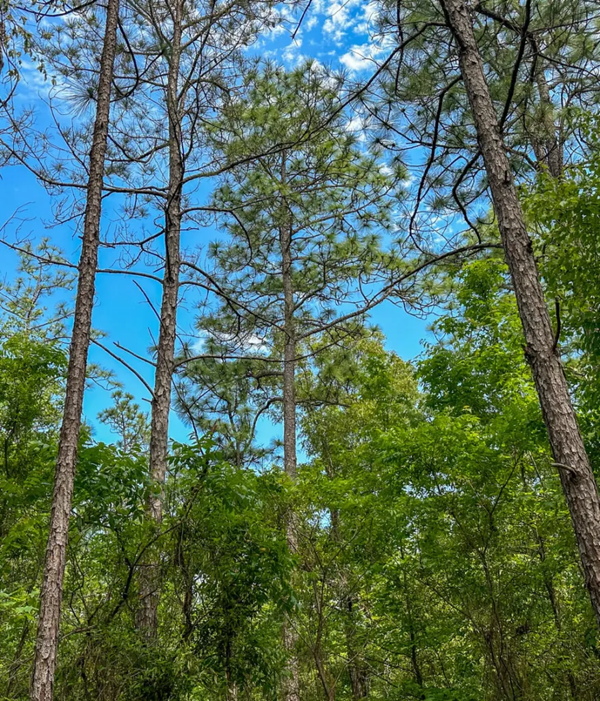 0 Ollie Mccullough Road Sprott AL 36756