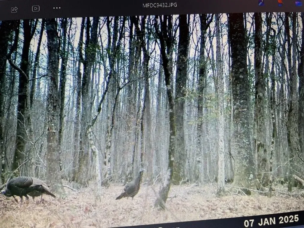 0 County Road 9 Vernon AL 35592