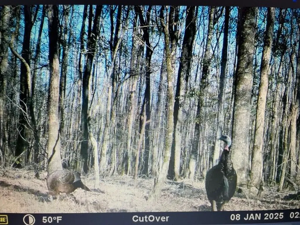 0 County Road 9 Vernon AL 35592