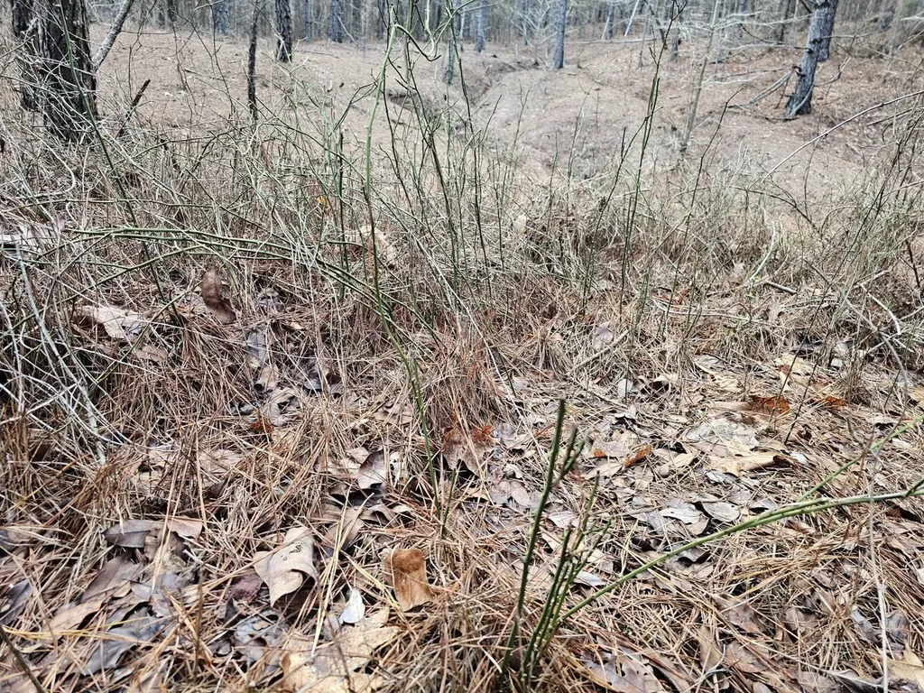 000 Pleasant Hill Road Hackleburg AL 35564