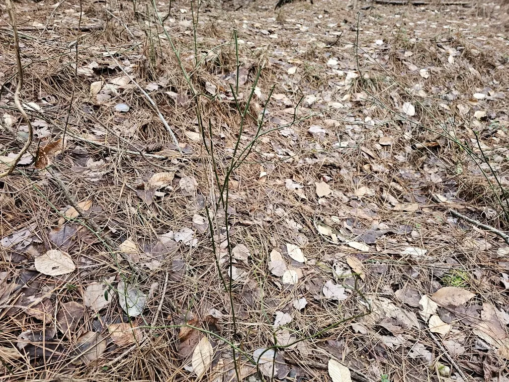 000 Pleasant Hill Road Hackleburg AL 35564