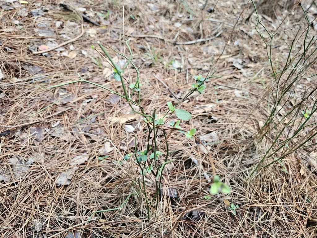 000 Pleasant Hill Road Hackleburg AL 35564