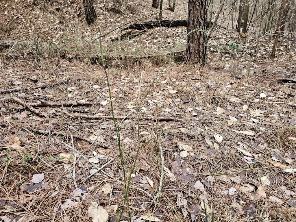 000 Pleasant Hill Road Hackleburg AL 35564