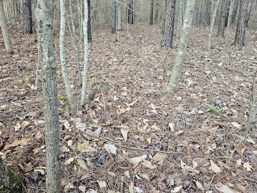 000 Pleasant Hill Road Hackleburg AL 35564