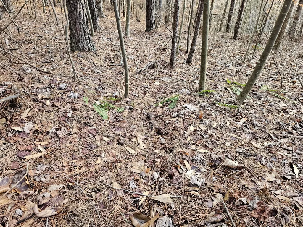 000 Pleasant Hill Road Hackleburg AL 35564