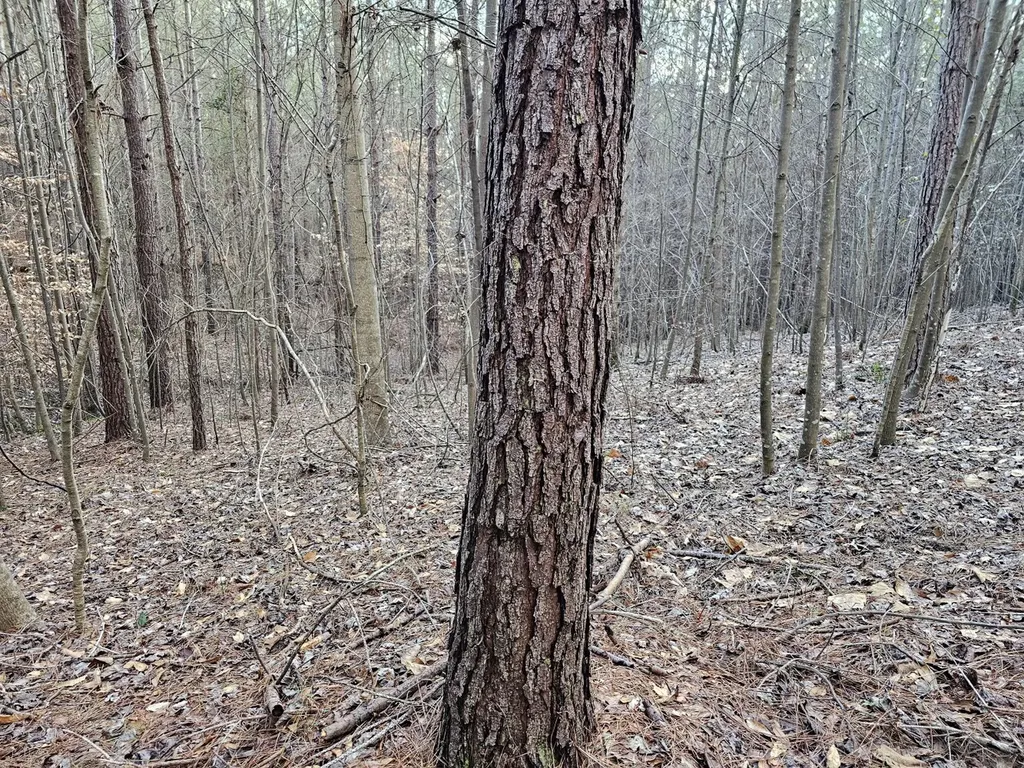 000 Pleasant Hill Road Hackleburg AL 35564