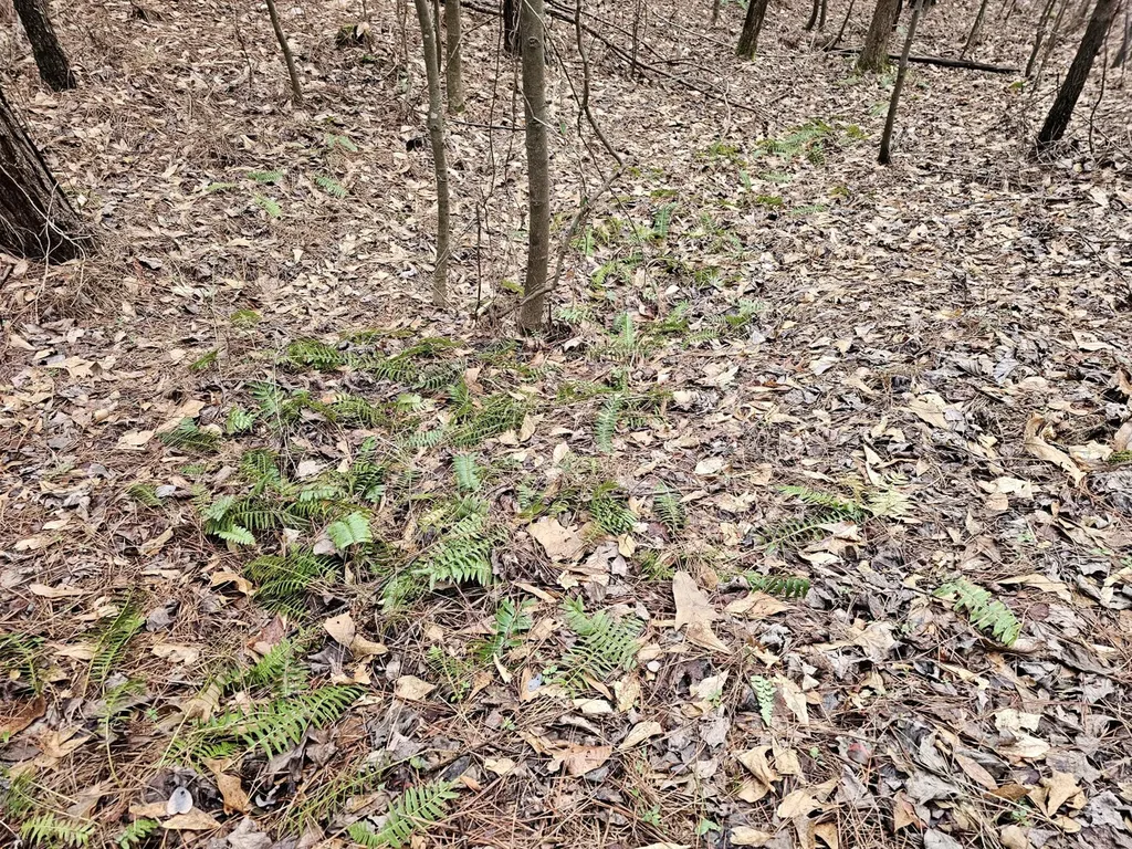 000 Pleasant Hill Road Hackleburg AL 35564