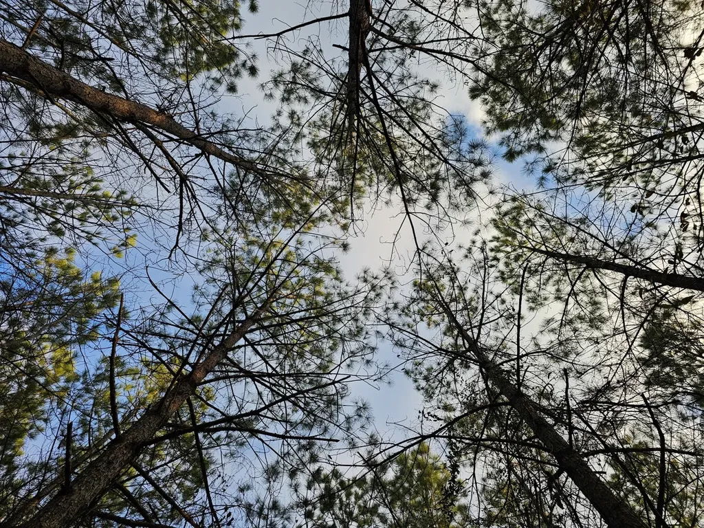 000 Pleasant Hill Road Hackleburg AL 35564