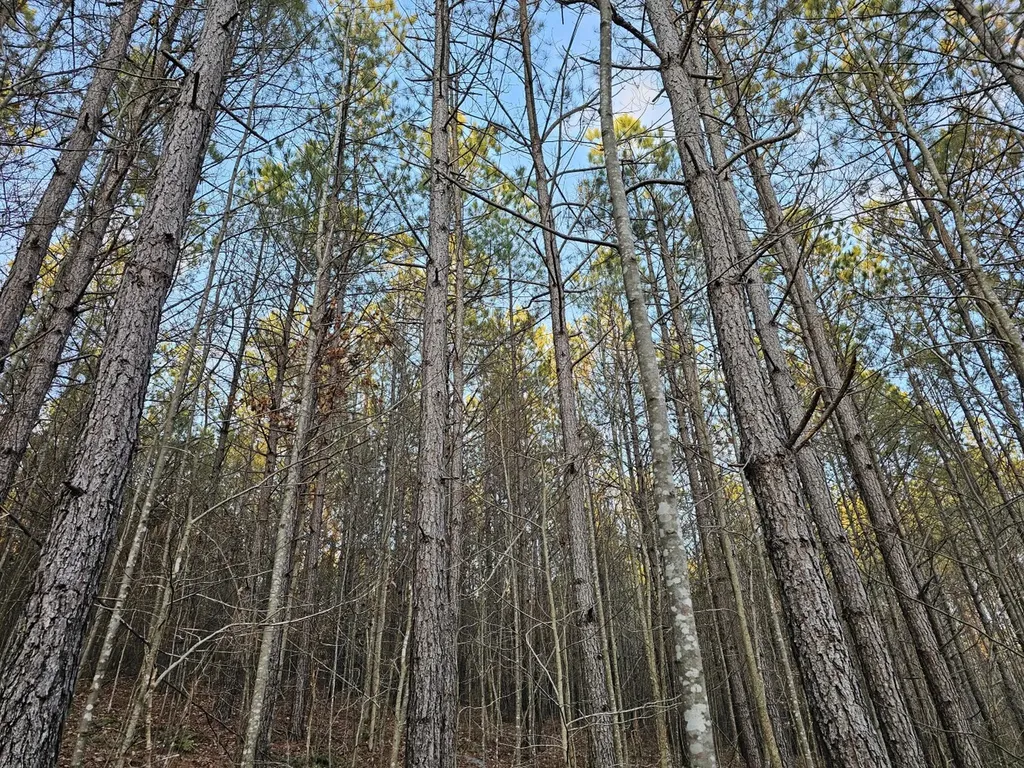 000 Pleasant Hill Road Hackleburg AL 35564