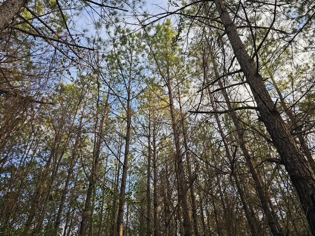 000 Pleasant Hill Road Hackleburg AL 35564