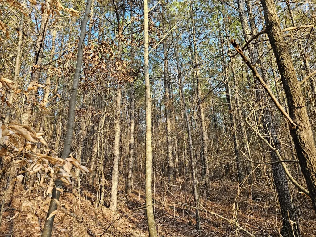 000 Pleasant Hill Road Hackleburg AL 35564