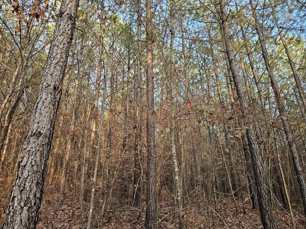 000 Pleasant Hill Road Hackleburg AL 35564