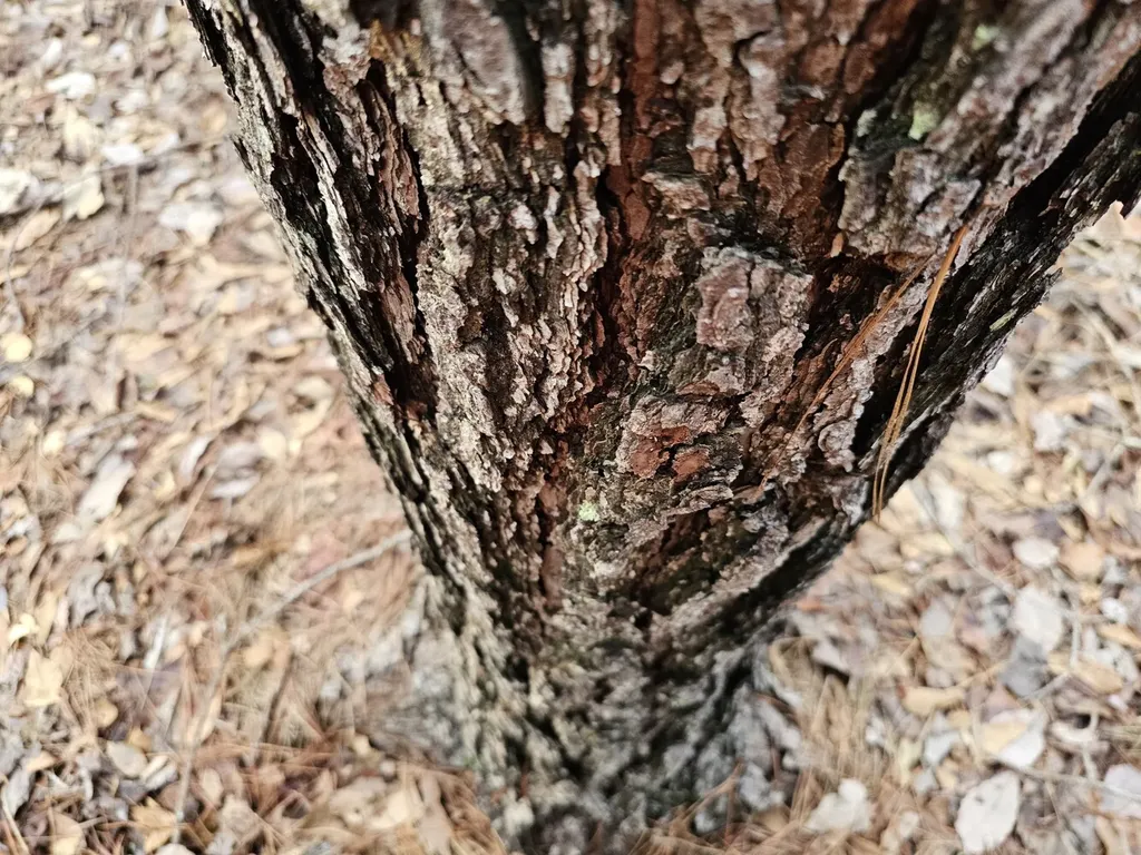 000 Pleasant Hill Road Hackleburg AL 35564