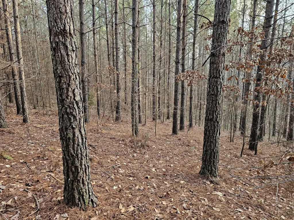 000 Pleasant Hill Road Hackleburg AL 35564