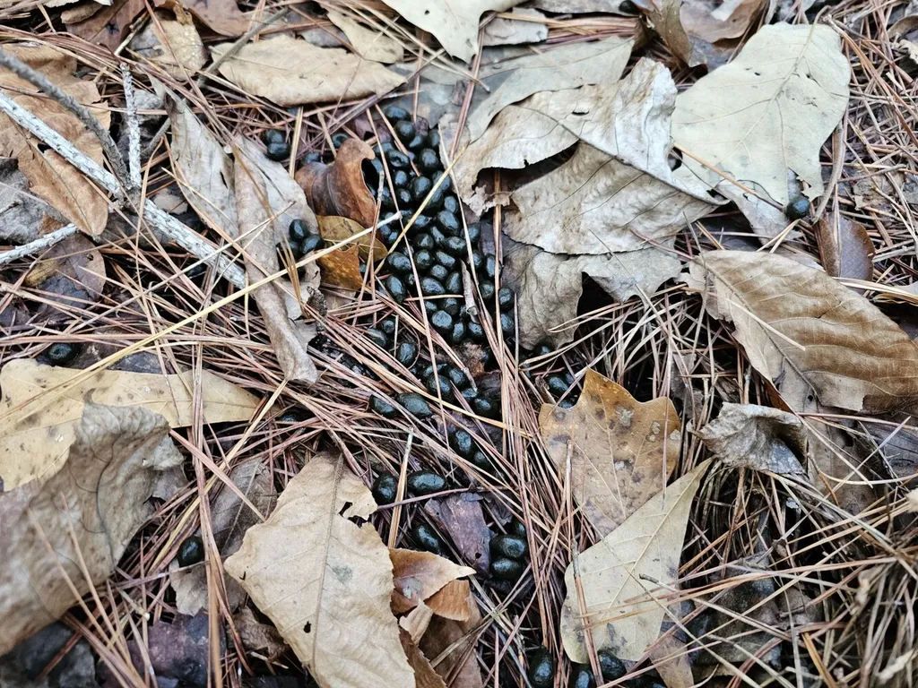 000 Pleasant Hill Road Hackleburg AL 35564