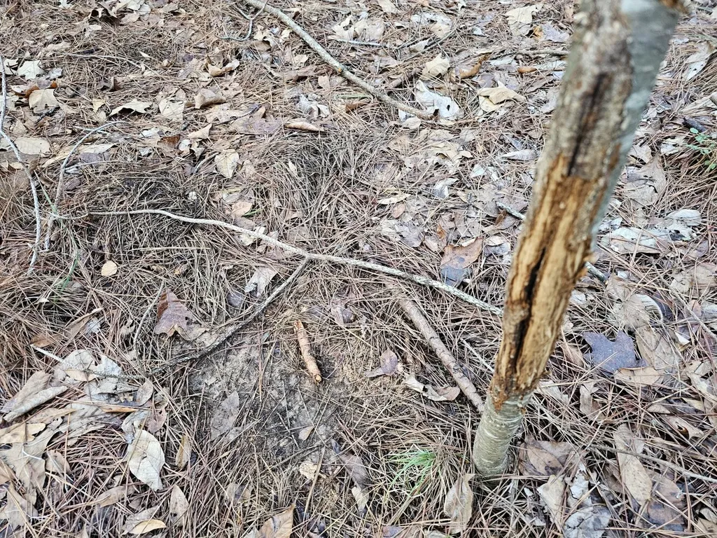 000 Pleasant Hill Road Hackleburg AL 35564