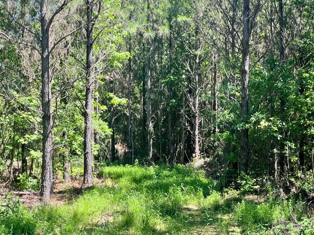 - Savage Street Millport AL 35576