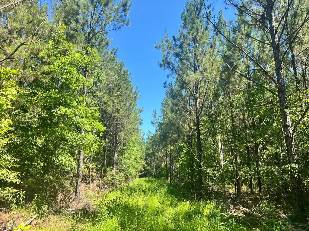 - Savage Street Millport AL 35576