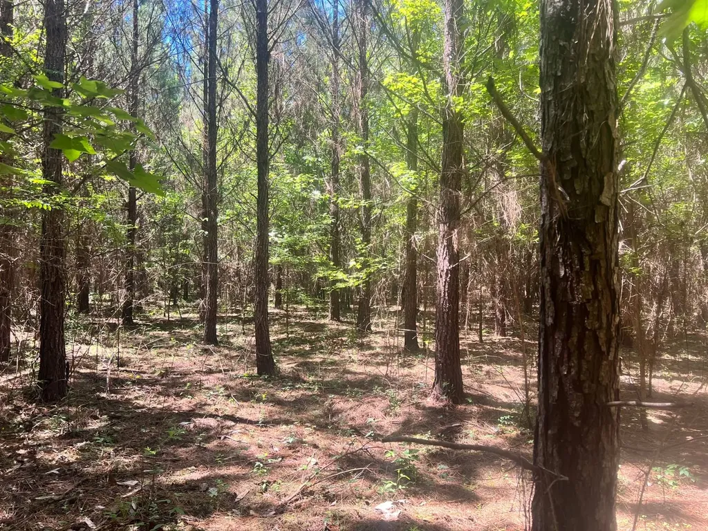 - Savage Street Millport AL 35576