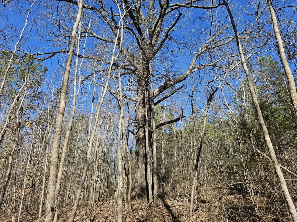 0 Sr 13 N Eldridge AL 35554