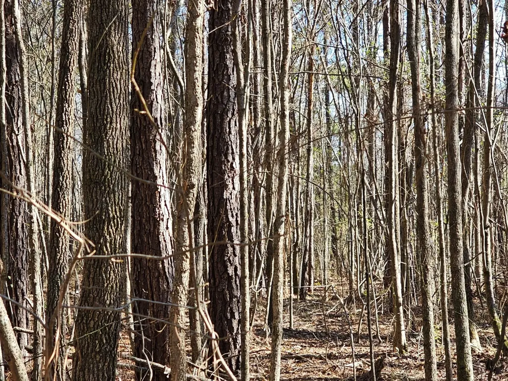 0 Sr 13 N Eldridge AL 35554