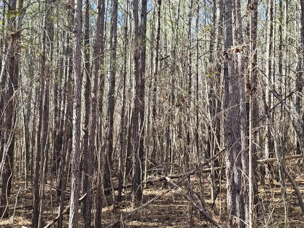 0 Sr 13 N Eldridge AL 35554