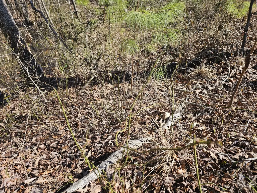 0 Sr 13 N Eldridge AL 35554