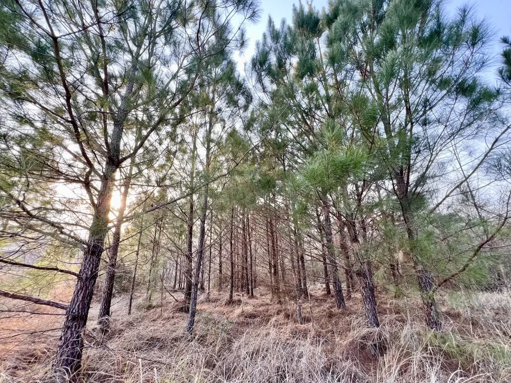 0 Odom Lane Chatom AL 36518