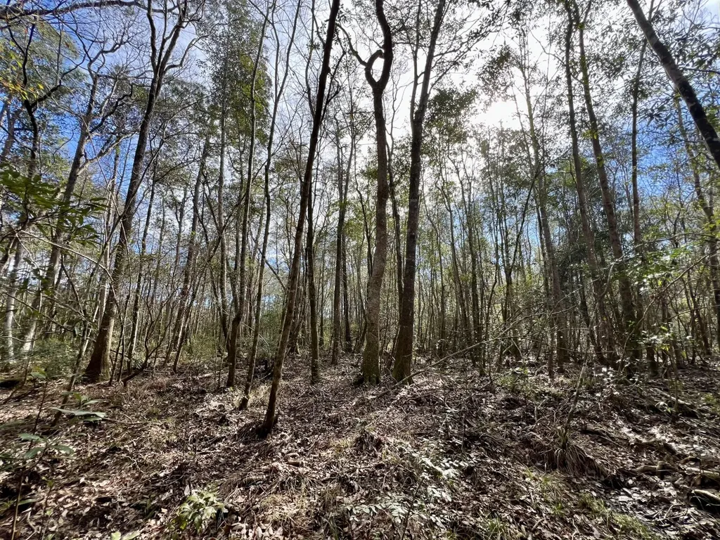 0 John Johnston Road Citronelle AL 36522