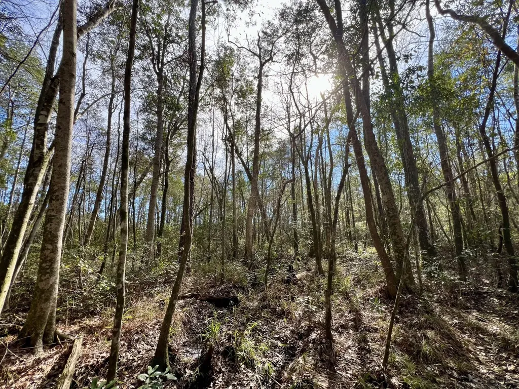 0 John Johnston Road Citronelle AL 36522