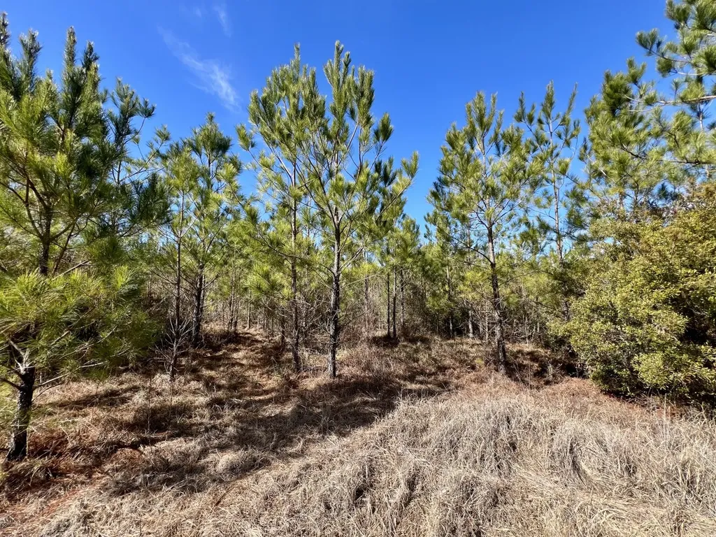 0 John Johnston Road Citronelle AL 36522