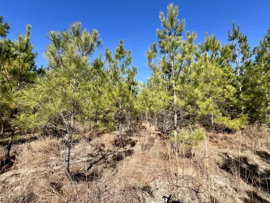 0 John Johnston Road Citronelle AL 36522