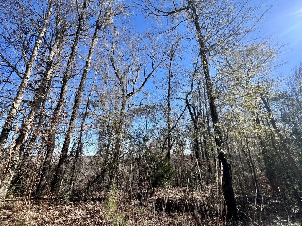 0 County Road 35 E Lower Peach Tree AL 36751