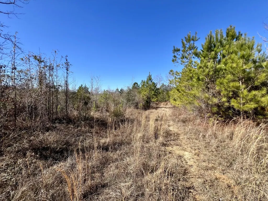 0 County Road 35 E Lower Peach Tree AL 36751